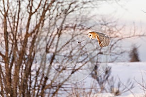 Flying barn owl