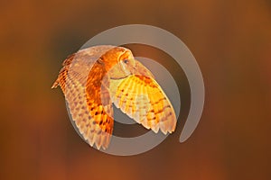 Flying barn owl. Autumn evening with owl. Landing nice Barn Owl in nice orange light. Autumn forest with beautiful bird. Owl fly,