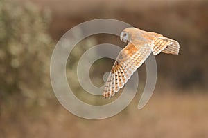 Flying barn owl Tyto alba