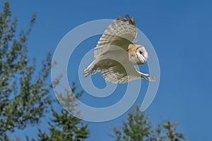 Flying Barn owl Tyto alba, hunting in the forest of Noord Brabant in the Netherlands. Blue background.