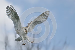 Flying Barn owl Tyto alba, hunting. White and blue background. Noord Brabant in the Netherlands. Copy space. photo