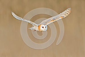 Flying Barn Owl, wild bird in morning nice light. animal in the nature habitat. Bird landing in the grass, action wildlife scene,