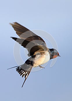 Flying Barn Swallow photo