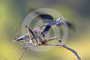 Flying Barn swallow feeding juveniles