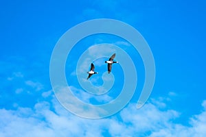 Flying barnacle geese