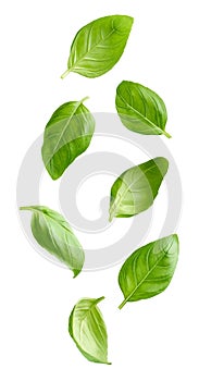 Flying basil leaves isolated on white background