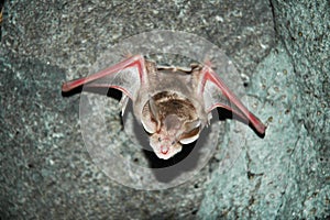 Flying bat in Azokh cave