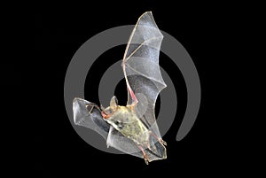 Flying bat with black , Myotis myotis