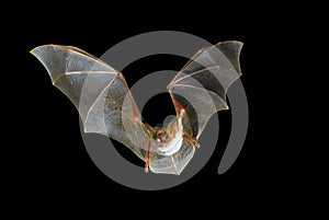 Flying bat with black background, Myotis myotis