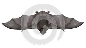 Flying bat - 3D render