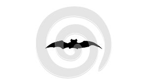 Flying bat halloween white background