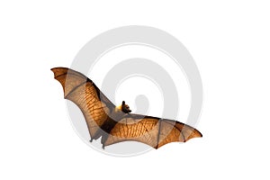 Flying bat Lyle`s flying fox.