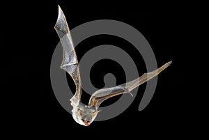 Flying bat with , Myotis myotis