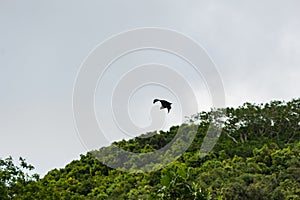 Flying bat in Seychelles, Mahe island