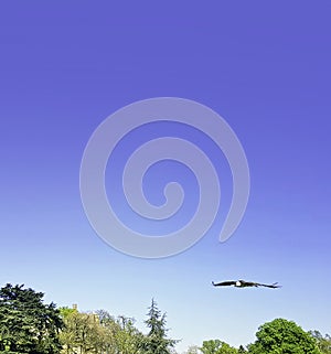 Flying bearded vulture also known as the lammergeier vulture, lammergeyer or ossifrage