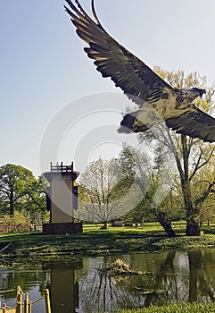 Flying bearded vulture, also known as ossifrage, lammergeier or lammergeyer vulture