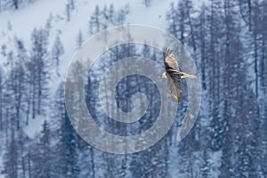 Flying bearded vulture gypaetus barbatus with winter forest