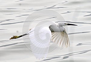 Flying beautiful bird on water