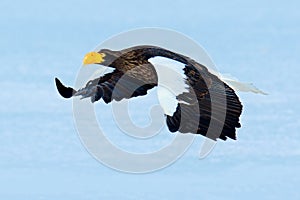 Flying beautiful eagle. Steller's sea eagle, Haliaeetus pelagicus, flying bird of prey, Hokkaido,