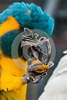 Flying beautifully coloured parrot ara Ara ararauna costa