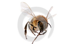 Plano de cerca de una abeja volando aislado en fondo blanco.