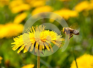 Flying bee