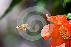 Flying bee