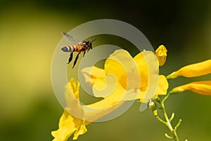 Flying bee approaching the Trumpetflowers