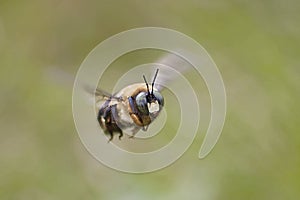 Flying bee