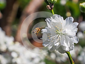 Flying Bee