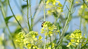 Flying bee extracting pollen from the flowers slow motion