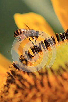 Flying bee flower macro photo detail view