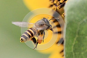 Flying bee flower macro photo detail view