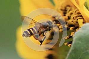 Flying bee flower macro photo detail view