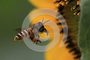 Flying bee flower macro photo detail view