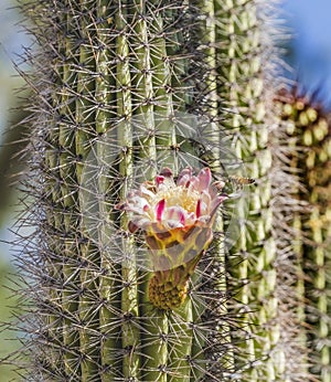 Flying Bee Large Flower Organ Pipe Cactus Blooming
