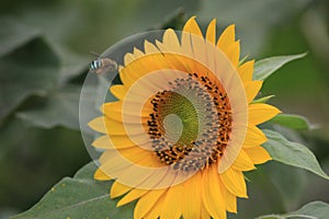 flying bee are looking for beautiful flower pollen