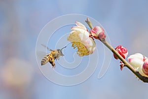 Flying bee and peach blossom