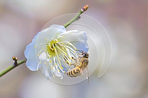 Flying bee and peach blossom