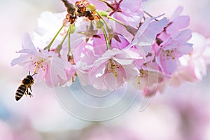 Flying Bee and Pink Cherry Blossoms