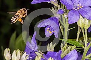 Flying Bee and Polemonium caeruleum