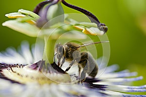 Flying bee that is pollinating a coloredflower in summer