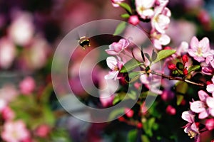 Flying Bee & Spring Blossoms