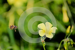 Flying Bee after sucking nectar