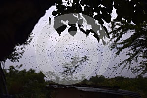 flying bees, cloudy background, Bee swarm in the evening