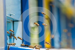 Flying bees entering honeybee hive