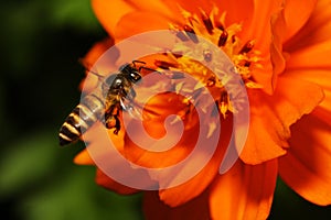 Flying Bees hovering above Flower