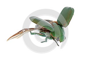 Flying beetle
