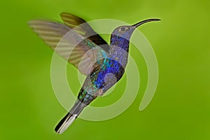 Flying big blue bird Violet Sabrewing with blurred green background. Hummingbird in fly. Flying hummingbird. Action wildlife scene photo