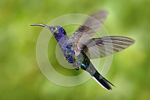 Flying big blue bird Violet Sabrewing with blurred green background. Hummingbird in fly. Flying hummingbird. Action wildlife scene